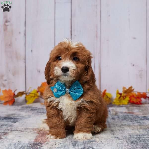 Jase, Mini Goldendoodle Puppy